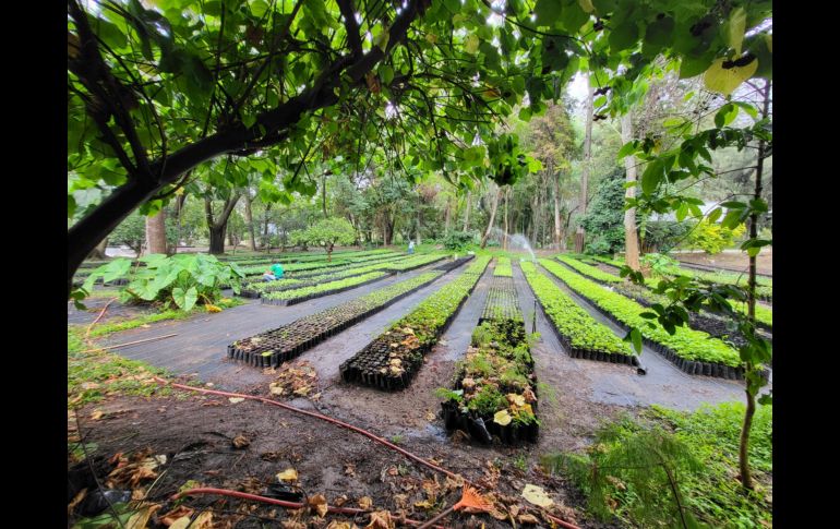Ubicado en avenida Patria, el vivero tiene pasillos y recovecos por los que es fácil perderse entre las macetas y las hojas que van cayendo, pero que son un espacio en el que la ‘jungla de concreto’ en la que se está convirtiendo la ZMG queda fuera de este lugar. EL INFORMADOR / O. González