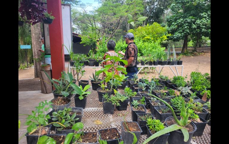 Ubicado en avenida Patria, el vivero tiene pasillos y recovecos por los que es fácil perderse entre las macetas y las hojas que van cayendo, pero que son un espacio en el que la ‘jungla de concreto’ en la que se está convirtiendo la ZMG queda fuera de este lugar. EL INFORMADOR / O. González