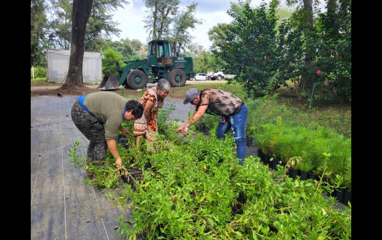 Ubicado en avenida Patria, el vivero tiene pasillos y recovecos por los que es fácil perderse entre las macetas y las hojas que van cayendo, pero que son un espacio en el que la ‘jungla de concreto’ en la que se está convirtiendo la ZMG queda fuera de este lugar. EL INFORMADOR / O. González