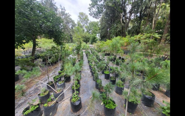Ubicado en avenida Patria, el vivero tiene pasillos y recovecos por los que es fácil perderse entre las macetas y las hojas que van cayendo, pero que son un espacio en el que la ‘jungla de concreto’ en la que se está convirtiendo la ZMG queda fuera de este lugar. EL INFORMADOR / O. González