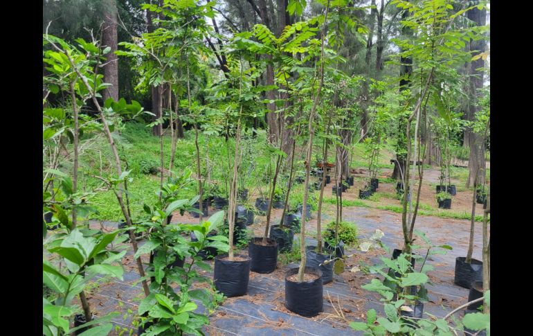 Ubicado en avenida Patria, el vivero tiene pasillos y recovecos por los que es fácil perderse entre las macetas y las hojas que van cayendo, pero que son un espacio en el que la ‘jungla de concreto’ en la que se está convirtiendo la ZMG queda fuera de este lugar. EL INFORMADOR / O. González
