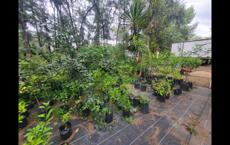 Ubicado en avenida Patria, el vivero tiene pasillos y recovecos por los que es fácil perderse entre las macetas y las hojas que van cayendo, pero que son un espacio en el que la ‘jungla de concreto’ en la que se está convirtiendo la ZMG queda fuera de este lugar. EL INFORMADOR / O. González