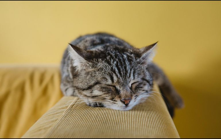 Al igual que en los humanos, el sueño REM es crucial para la salud de las mascotas. UNSPLASH / S. TUZCU