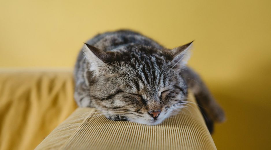 Al igual que en los humanos, el sueño REM es crucial para la salud de las mascotas. UNSPLASH / S. TUZCU