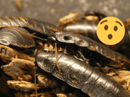 El equipo de científicos tiene planeado asegurar la salud y protección de esta cucaracha. Pixabay