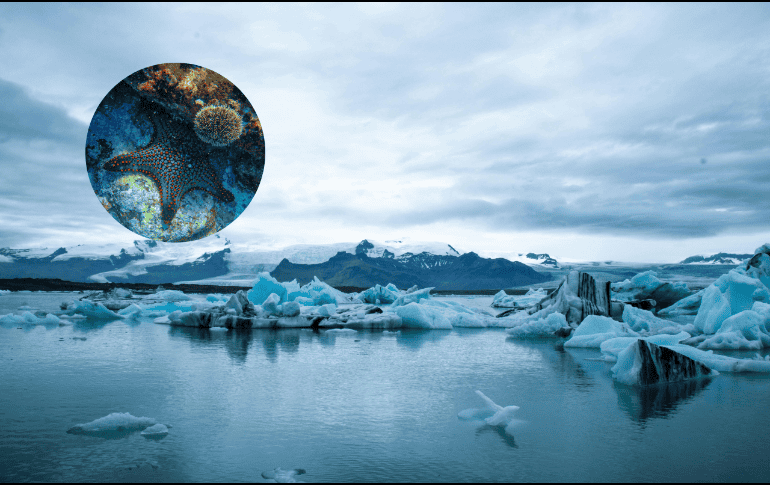 La salinidad del agua provocada por el deshielo de la Antártida, está teniendo consecuencias muy graves en el planeta. Pixabay