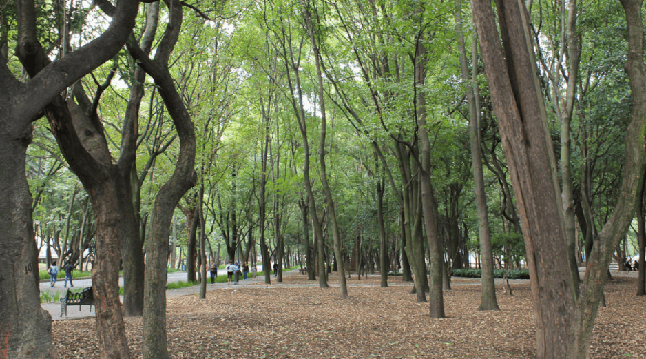 Esta especie de árbol comenzó a utilizarse hace 4 mil años con fines religiosos y ornamentales en China. Flickr