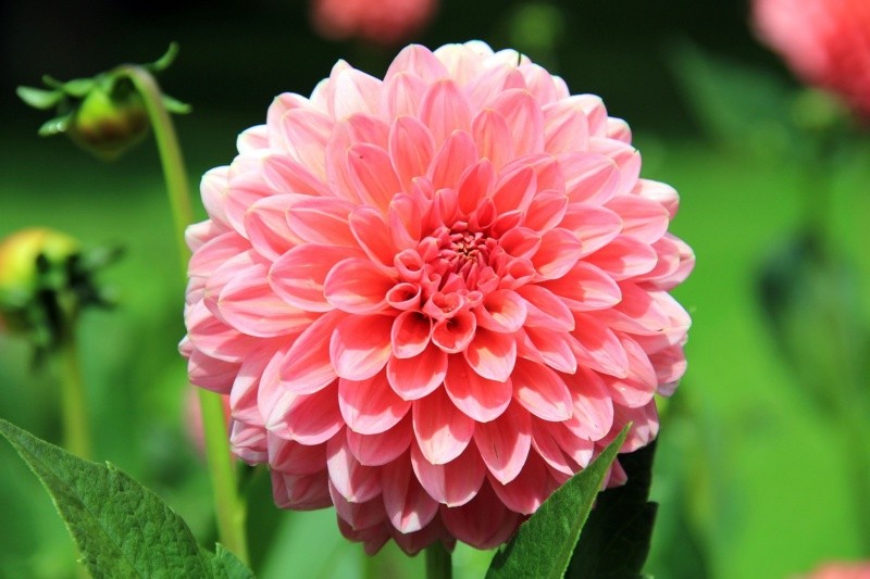 La Dalia (Dahlia) es un género muy diverso de plantas que pertenece a la familia de las asteráceas y es originaria de México y Centroamérica. /  PIXABAY 