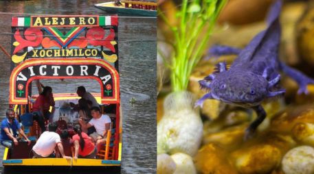 El ajolote es una especie endémica de México y mide aproximadamente 30 centímetros de longitud. ESPECIAL/SUN/Archivo y Pexels