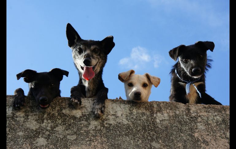 Esta fruta en tendencia brinda beneficios para tu perrito