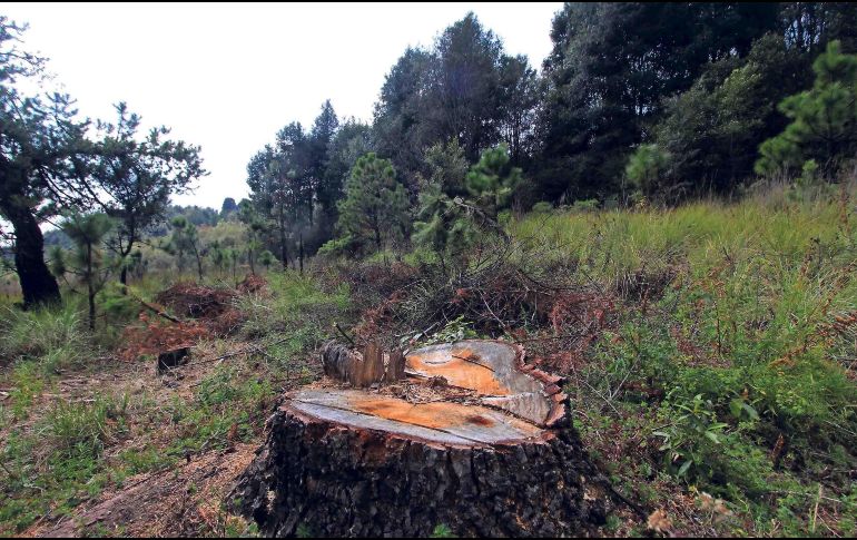 En América del Sur, donde se encuentra la mayor diversidad de árboles del mundo, 3 mil 356 de las 13 mil 668 especies evaluadas están en peligro de extinción. SUN / ARCHIVO