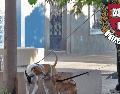 Los perros suelen reaccionar de manera agresiva cuando se sienten amenazados y estresados. EL INFORMADOR / ARCHIVO