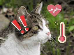 Los gatos podrían detectar anomalías en el cuerpo y salud de los humanos. Pixabay / U. Dugulin