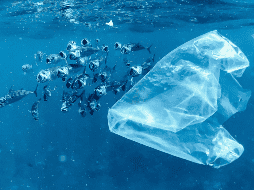 Las bolsas de plástico de un solo uso o envases de poliestireno de alto impacto usados para yogures o gelatinas, aparecen en la lista. UNSPLASH / N. BERTOLT