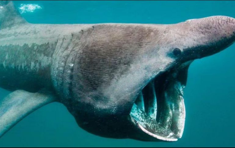 Este tiburón, también conocido como 