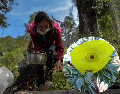 El chicalote es una planta que crece de manera silvestre, por lo que a menudo se le considera maleza. EFE/ARCHIVO/ESPECIAL