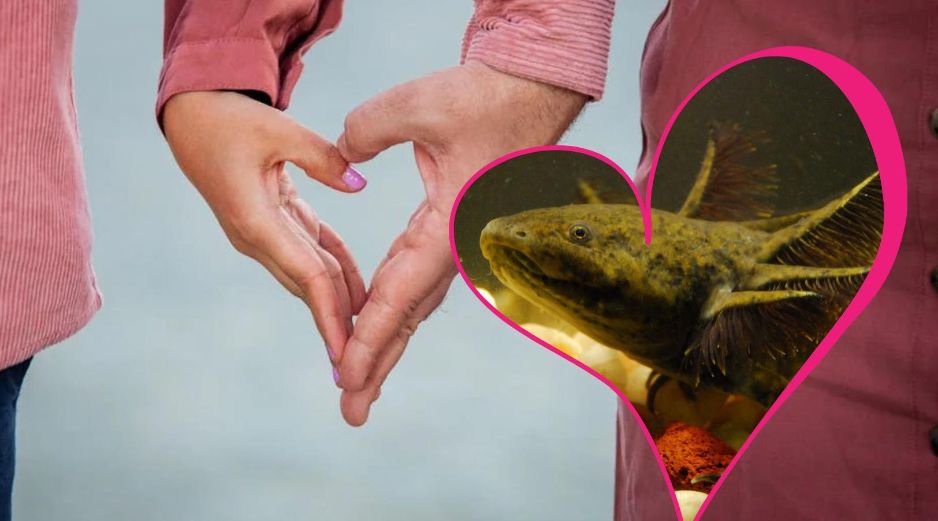 El hábitat de estos pequeños anfibios se ha visto comprometido en los últimos años. ESPECIAL/EFE/Archivo y Pexels