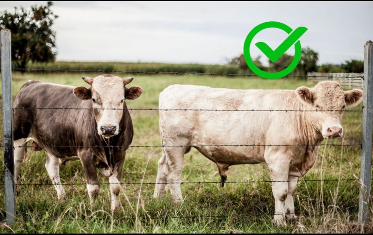 El ganado en tránsito ya pasó por un status sanitario y está dentro de lo que pide Estados Unidos. CANVA / EL INFORMADOR / ARCHIVO