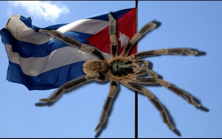 El cuerpo de la nueva especie de araña peluda mide unos 2,54 centímetros de ancho. PIXABAY / EFE / D. ORTIZ