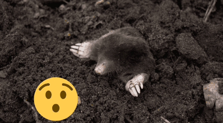 Estos animales son excavadores, conocidos por su gran habilidad para hacer túneles y caminos a través de la hojarasca, la vegetación y el suelo. Pexels
