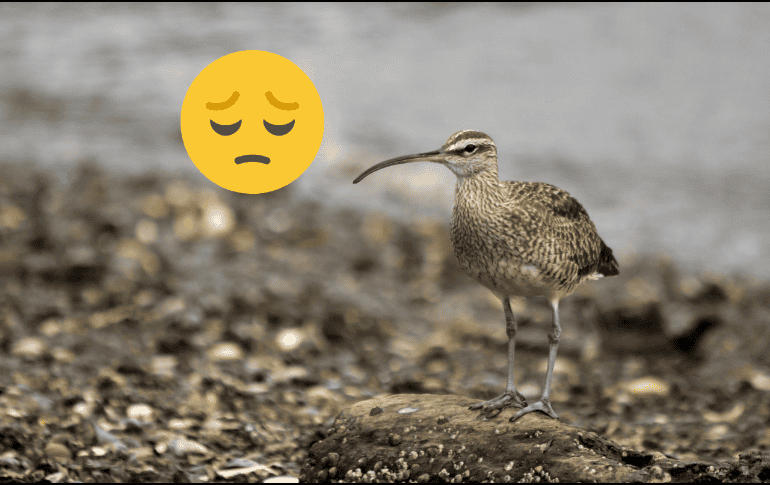 Se estima que la probabilidad de que esta ave haya sobrevivido hasta la actualidad es de 0.4 por ciento. Flickr