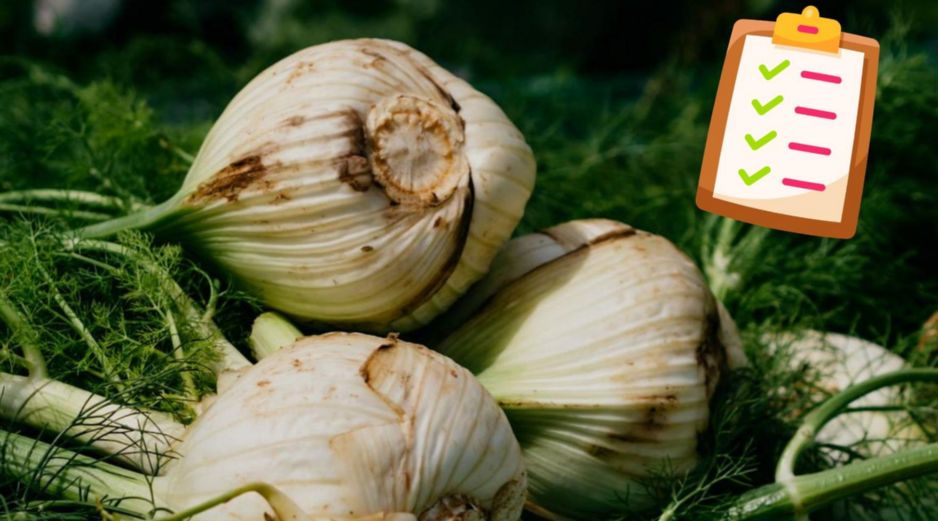 El hinojo es una planta versátil, cuyas semillas y bulbo ofrecen propiedades terapéuticas que han sido estudiadas a lo largo del tiempo.ESPECIAL/Pexels y Canva