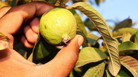 Es importante desinfectar muy bien los ingredientes antes de su uso para evitar cualquier contaminación en el té de guayabba. ESPECIAL/Imagen de Rizwan Ali en Pixabay