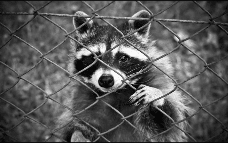El mapache no es considerado como un animal doméstico. PEXELS
