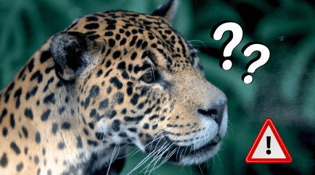 La conservación del jaguar latinoamericano podría costar millones de dólares al año, en diferentes países. EFE/ F. Bizerra