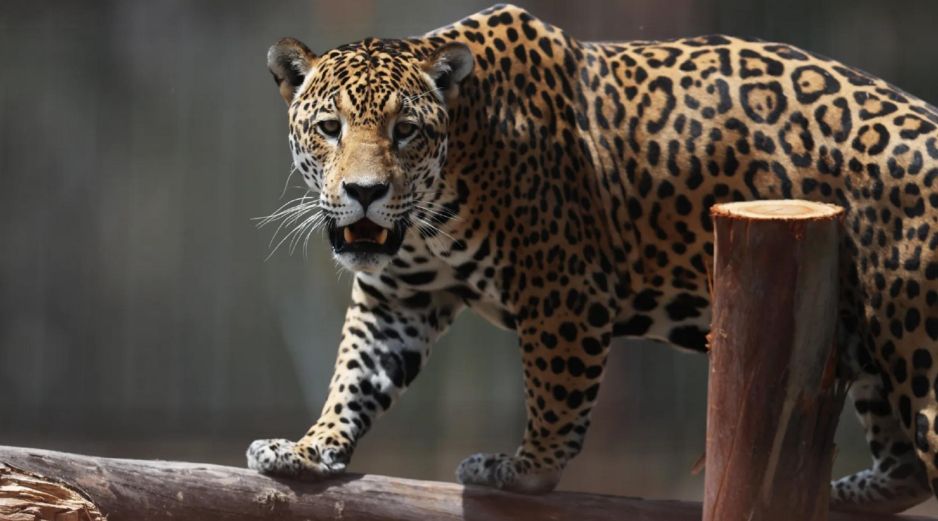 De acuerdo con la Comisión Nacional de Áreas Protegidas, la población de jaguares en Yucatán es de unos 600 ejemplares adultos. EFE / ARCHIVO