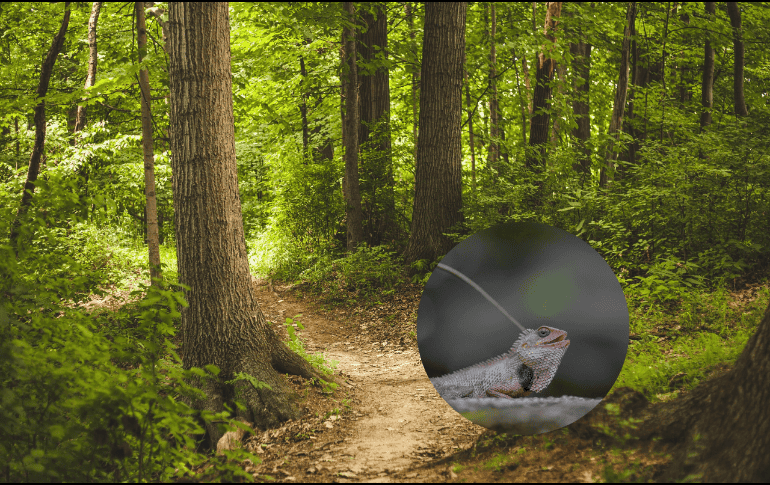 Este camaleón se encuentra en peligro debido a la deforestación causada por prácticas agrícolas e incendios. Pixabay