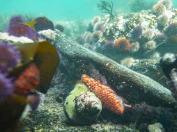 Nunca hasta ahora se había empleado esta técnica de una manera global y estandarizada. EFE / ARCHIVO