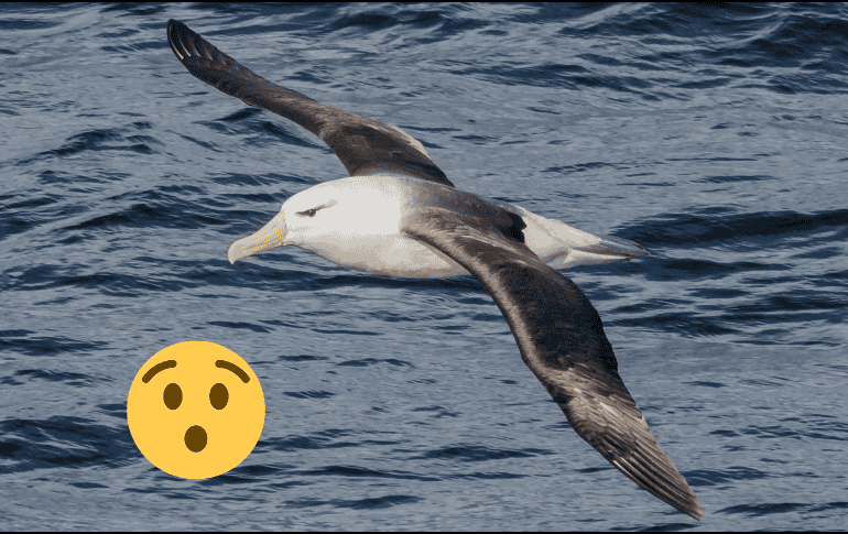 El albatros es un ave marina de gran tamaño. Pexels