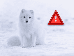 Esta especie de zorro ha sobrevivido desde la última era de hielo y busca ser conservada. ESPECIAL/PIXABAY