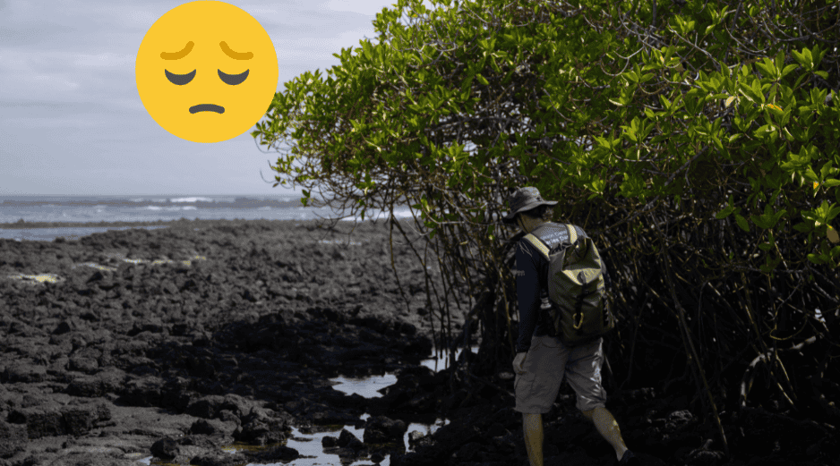 Los manglares de las Islas Galápagos, una de las reservas marinas mejor conservadas del mundo. EFE / Rashid Cruz