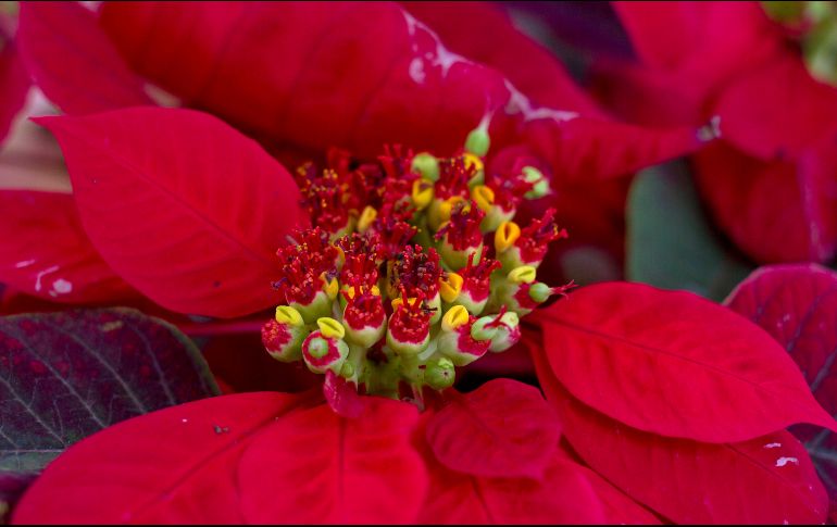 Pese a las recomendaciones, hay cuestiones de seguridad que debes saber antes de añadir flor de nochebuena a tus comidas. NTX / ARCHIVO