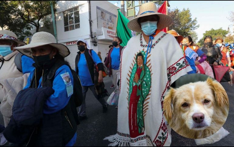 De los perritos atendidos, 31 fueron canalizados a hospitales y refugios para brindarles una mejor atención. ESPECIAL / SUN / ARCHIVO y Pexels