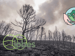 La evaluación fue publicada tras ser aprobada el pasado lunes en la capital de Namibia, Windhoek, por el plenario de la IPBES. EFE / ARCHIVO