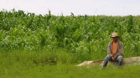 Ven riesgos en biodiversidad y producción por maíz transgénico