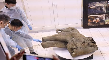 Foto suministrada por el Museo de Mamuts en la Universidad Federal del Nororiente de Rusia, que muestra a científicos con los restos preservados del mamut. AP
