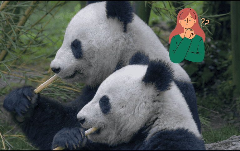 Los préstamos de pandas cada vez son menos habituales debido a sus tensiones diplomáticas. Pixabay