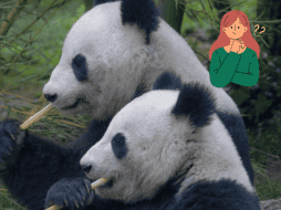 Los préstamos de pandas cada vez son menos habituales debido a sus tensiones diplomáticas. Pixabay