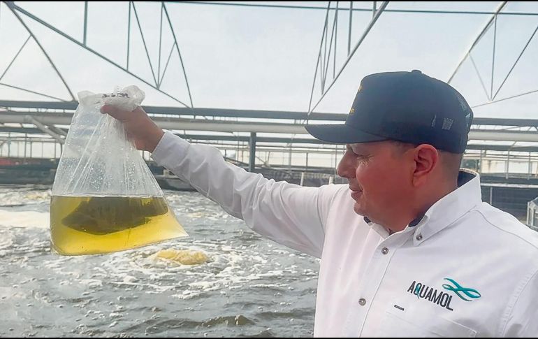 La crianza y desarrollo de alevines (peces recién nacidos) de tilapias, como lo hace Aquamol, tiene beneficios alimenticios y de producción en el mercado pesquero. ESPECIAL
