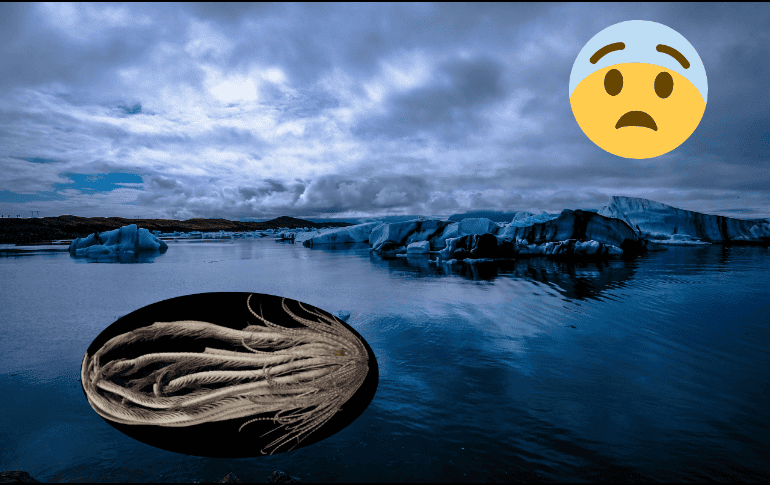 Este animal parece haber evolucionado de una forma diferente al resto. Pexels / Instituto Scripps de Oceanografía de la Universidad de California