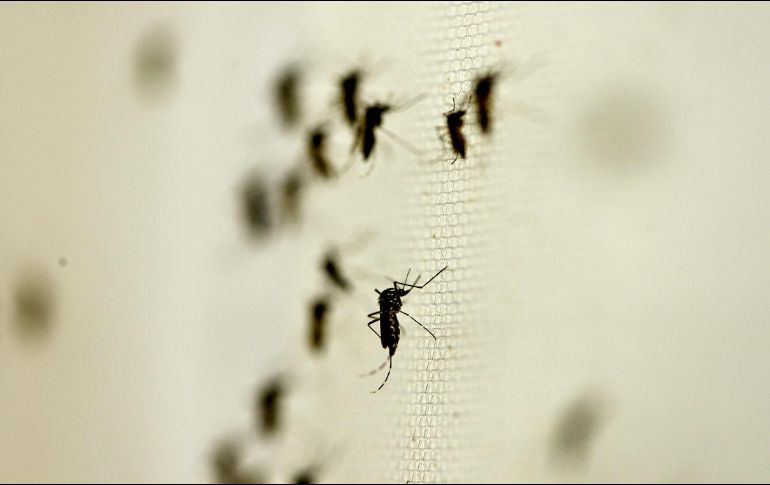 México registró un total de 125 mil 160 casos confirmados de dengue, lo que representa un aumento del 56% en comparación con 2023. NTX/ARCHIVO