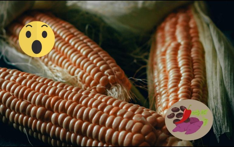 Los hallazgos indicaron que la dieta de estas sociedades se basaba en la recolección de plantas como el maíz durante un periodo de mejora climática, previo al surgimiento de la cerámica más temprana en el centro de lo que hoy es México.ESPECIAL/Pexels y Canva