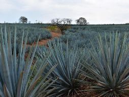 Se acordó priorizar la compra de agave a pequeños agaveros tradicionales. ESPECIAL
