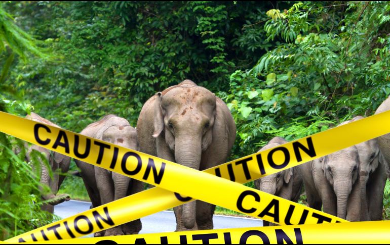 Según registros gubernamentales, en la actualidad hay entre 4 mil 013 y 4 mil 222 elefantes salvajes en Tailandia, que han causado la muerte a 240 personas desde 2012. ESPECIAL / CANVA