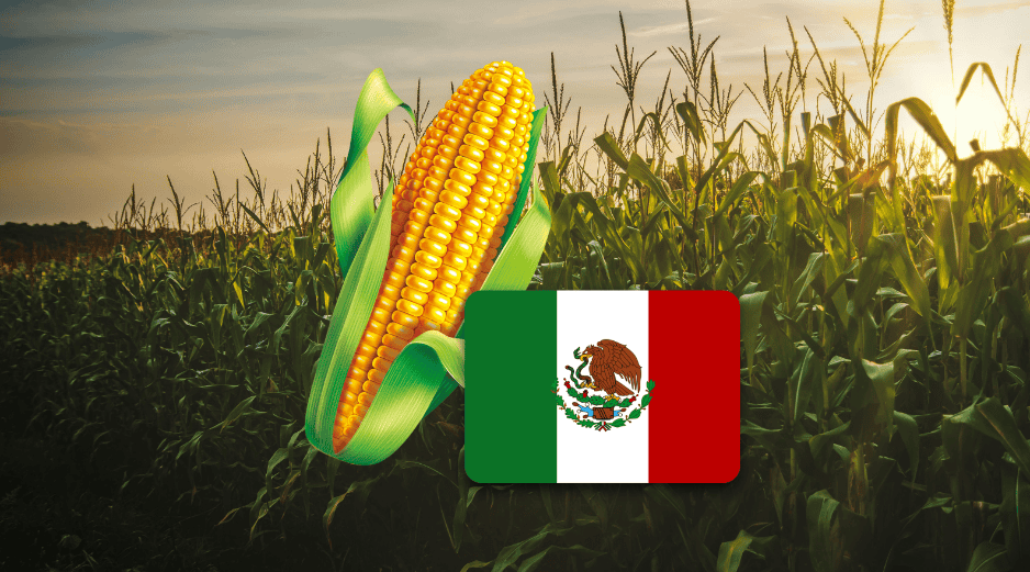 El maíz es  el alimento básico y el ingrediente fundamental de la cocina mexicana. PEXELS / CANVA