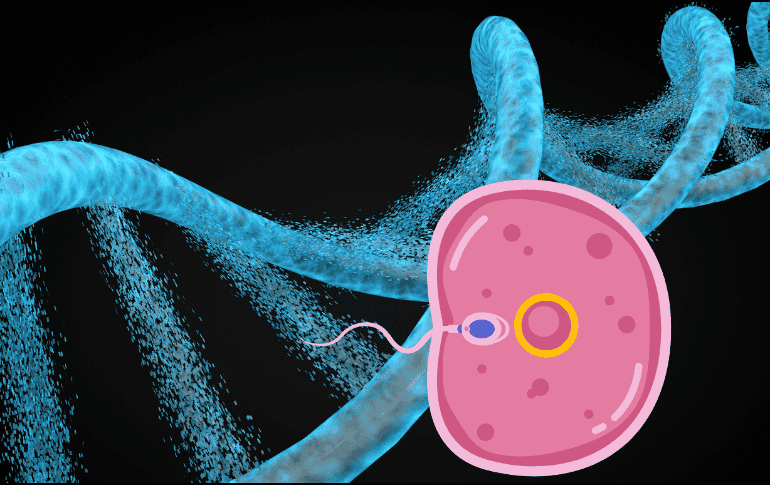 Existen dos tipos de recombinaciones genéticas, una cruzada y otra no cruzada. La primera se refiere al intercambio de ADN entre pares de cromosomas homólogos. CANVA/ ESPECIAL